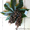 Семена клещевины Северная пальма #1015535