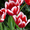 Тюльпаны оптом от голландских селекционеров к 8 Марта #1038008