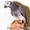 Птенцов попугая жако #1132715