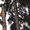 Спил,  обрезка,  кронирование деревьев профессиональными альпинистами #1148137