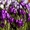 Крокусы – оптовая продажа цветов к 8 марта. #1188779
