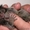  Главная Поднятый Marmoset Обезьяна #1202173
