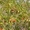 Растительные оздоровительные чаи. Кинкелиба. Западная Африка #1240273