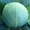 Семена белокочанной капусты KS 29 F1 фирмы Китано  #1372137