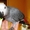 Африканский серый попугай #1491900