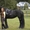 Черный Фризская лошадь #1491901