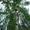 Саженцы липы,  клена,  березы в Тверской областию #734652
