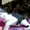 Котята породы ПИТЕРБОЛД, очаровашки-лысики! #1600254