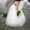 На утренник,  свадьбы,  выпускной,  юбилей-качественное видео+фото в Пензе #1617875