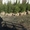 Саженцы ели сибирской,  высота 1-1.2 метра #1066575