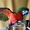   Арлекин (гибрид попугаев ара) - птенцы  из питомников Европы #656202