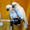 Белохохлый какаду  (Cacatua alba)  - ручные птенцы из европейских питомников #1305499