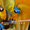 Сине желтый ара (ara ararauna) - ручные птенцы из питомников Европы #644545