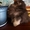 Шоколадный мальчик-мишка померанского шпица. С родословной,  3 месяца. #1649621