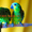 Синелобый амазон (Amazona aestiva aestiva) - ручные птенцы из питомников Европы #1510789