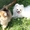 Подрощенные щенки померанского шпица - можно для вывоза - из питомника #1661126