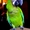 Зеленый ара (Ara ambigua) - ручные птенцы из питомников Европы #656197