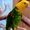 Желтоголовый амазон (Amazona oratrix) ручные птенцы из питомников #930269