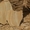 камень песчаник тигровый  #1675957