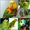 Амазоны - ручные птенцы из питомников Европы #633439