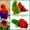  Благородный попугай (Eclectus roratus) - ручные птенцы из питомников  #644537