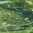 Семена ячменя озимого сорт Ерёма,  Виват,  Фокс 1,  Тимофей #1688278