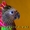 Веерный попугай - ручные птенцы из питомников Европы #648359
