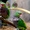 Винногрудый амазон (Amazona vinacea) - ручные птенцы из питомника #1696280
