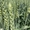 Семена пшеницы озимой  Алексеич,  Ахмат,  Безостая 100,  Герда,  Граф,  Гром,  Гомер,   #1712101