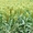 Семена суданской травы Кинельская 100 #1719638