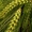 Семена ячменя ярового купить Вакула Прерия Одесский 22 Ратник Леон #1723565