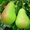 Саженцы яблони и других плодовых деревьев из питомника растений #1723330