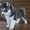 Siberian Husky puppies for adoption #1726616