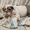 English bulldog Puppies For Adoption #1747860